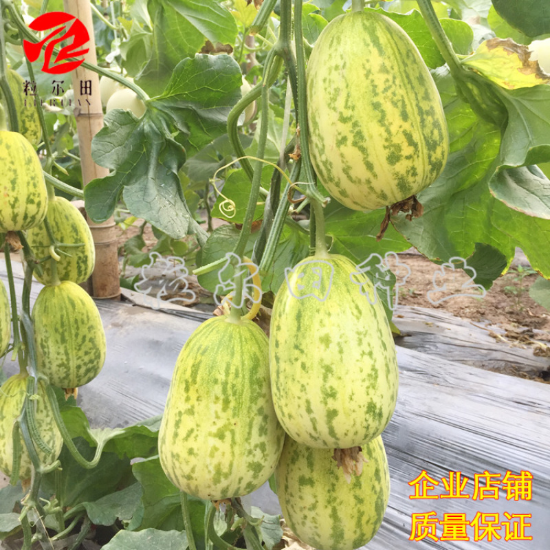 早脆甜薄皮花皮甜瓜种籽果肉脆甜春秋大棚基地用种甜瓜种子