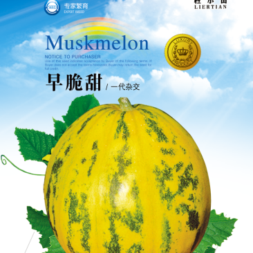 早脆甜薄皮花皮甜瓜种籽果肉脆甜春秋大棚基地用种甜瓜种子