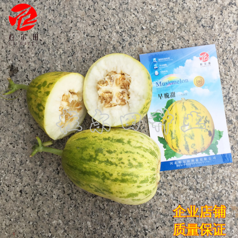 早脆甜薄皮花皮甜瓜种籽果肉脆甜春秋大棚基地用种甜瓜种子