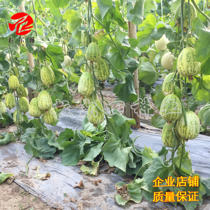 早脆甜薄皮花皮甜瓜种籽果肉脆甜春秋大棚基地用种甜瓜种子