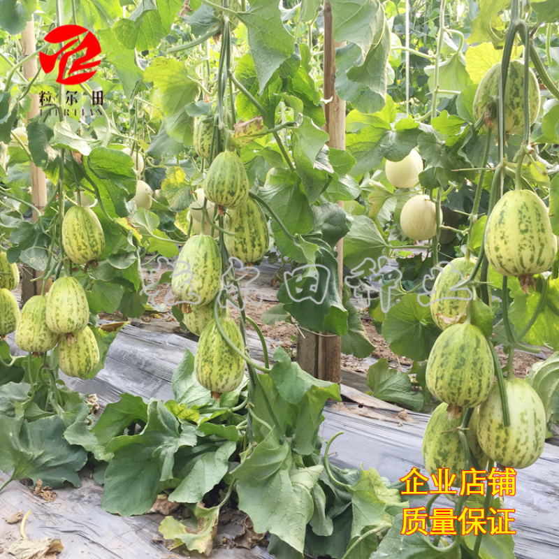 早脆甜薄皮花皮甜瓜种籽果肉脆甜春秋大棚基地用种甜瓜种子