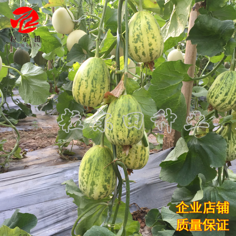 早脆甜薄皮花皮甜瓜种籽果肉脆甜春秋大棚基地用种甜瓜种子