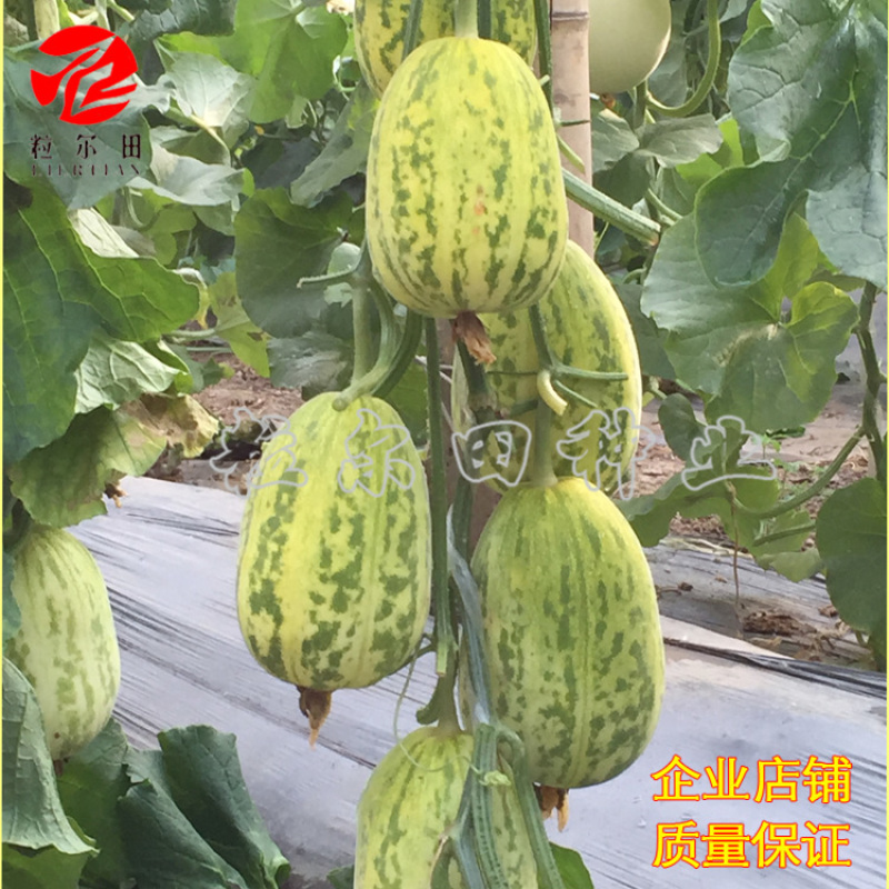 早脆甜薄皮花皮甜瓜种籽果肉脆甜春秋大棚基地用种甜瓜种子