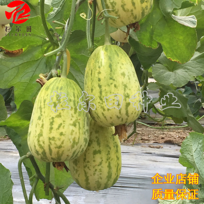 早脆甜薄皮花皮甜瓜种籽果肉脆甜春秋大棚基地用种甜瓜种子