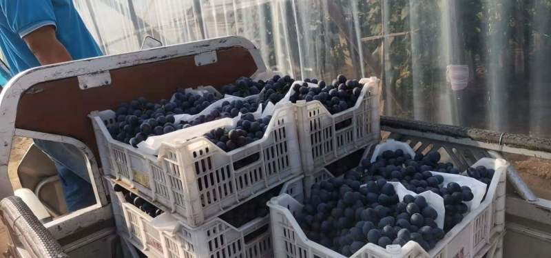 【畅销榜】河北邢台夏黑葡萄大量接单串型好巨甜糖度20.9