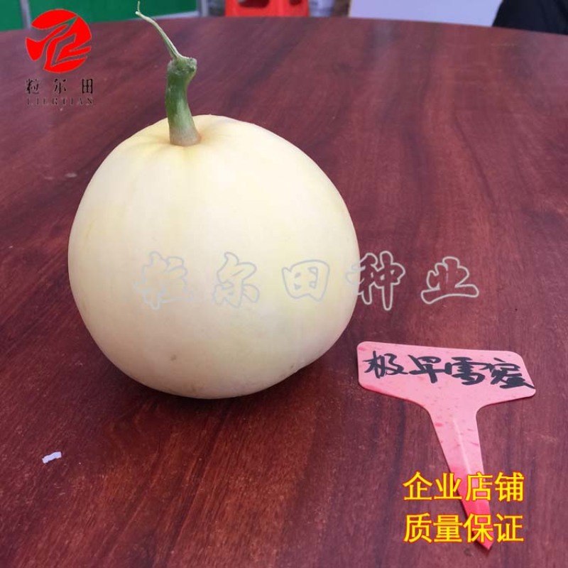 粒尔田早春雪蜜白皮白肉香瓜甜瓜种子种子基地早春大棚