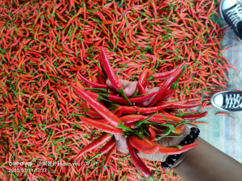 艳红小米辣，鲜椒提供，产地代发，保证质量，价格便宜