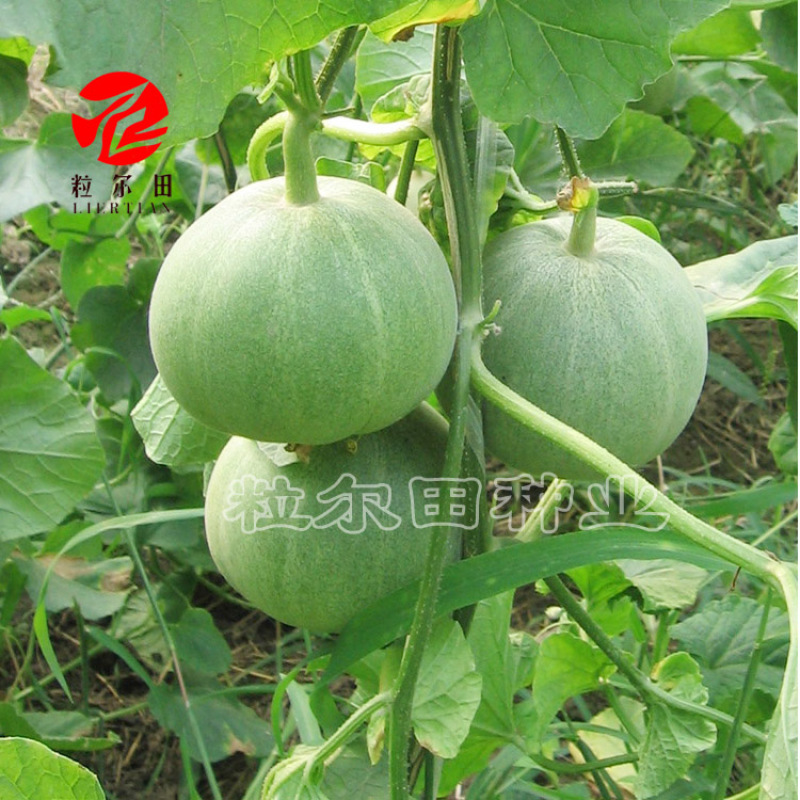 粒尔田中华绿宝种子绿皮绿肉甜瓜香瓜种基地采摘园水果蔬菜