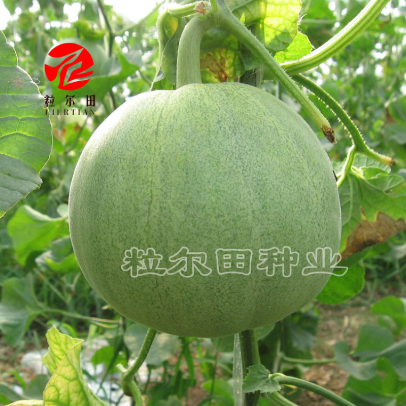 粒尔田中华绿宝种子绿皮绿肉甜瓜香瓜种基地采摘园水果蔬菜