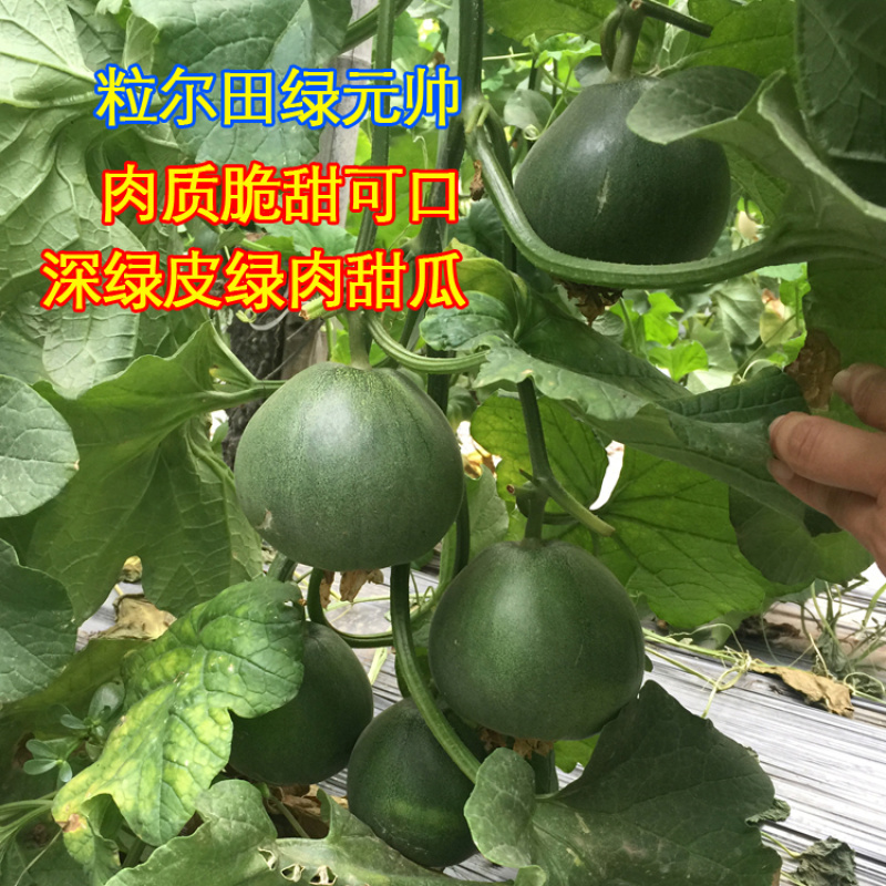 粒尔田绿元帅甜瓜深绿皮绿肉甜瓜种子香瓜种子
