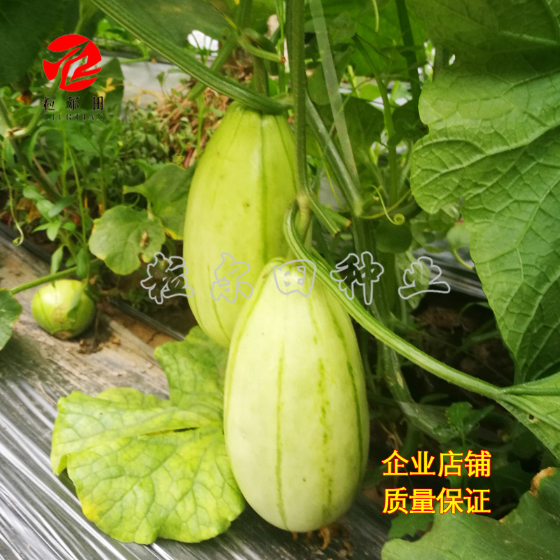 冰糖脆玉薄皮甜瓜种子酥脆蜜甜甜瓜种籽春秋大棚用种