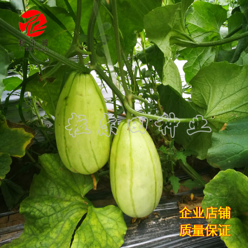 冰糖脆玉薄皮甜瓜种子酥脆蜜甜甜瓜种籽春秋大棚用种