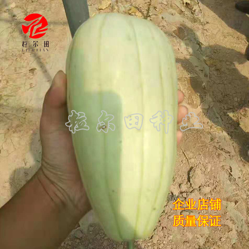 冰糖脆玉薄皮甜瓜种子酥脆蜜甜甜瓜种籽春秋大棚用种