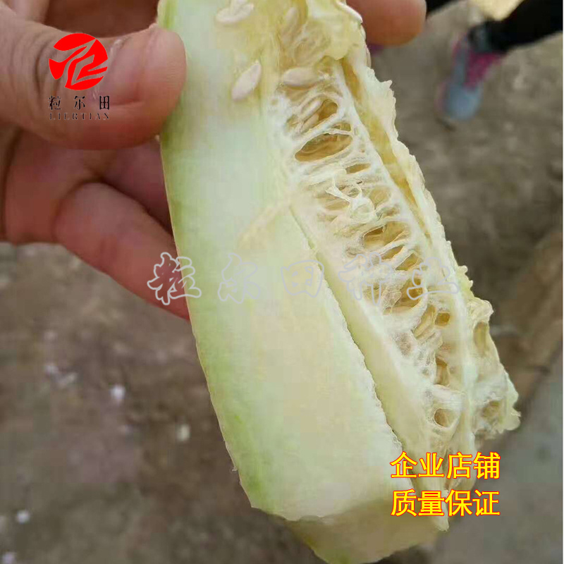 冰糖脆玉薄皮甜瓜种子酥脆蜜甜甜瓜种籽春秋大棚用种