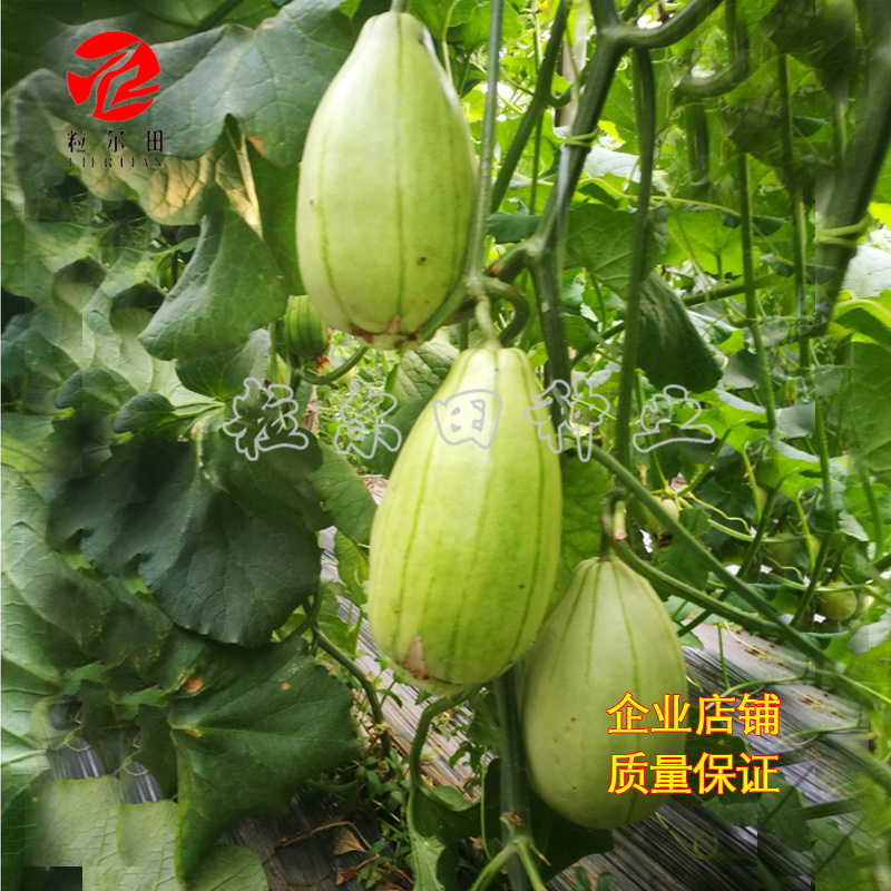 冰糖脆玉薄皮甜瓜种子酥脆蜜甜甜瓜种籽春秋大棚用种
