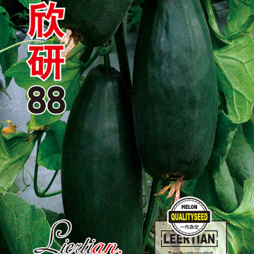 粒尔田欣研88甜瓜种籽博洋甜瓜薄皮甜瓜种子香瓜种子