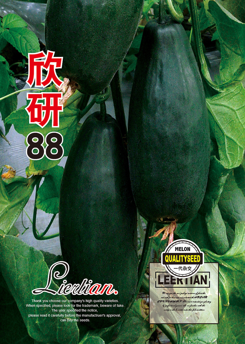 粒尔田欣研88甜瓜种籽博洋甜瓜薄皮甜瓜种子香瓜种子