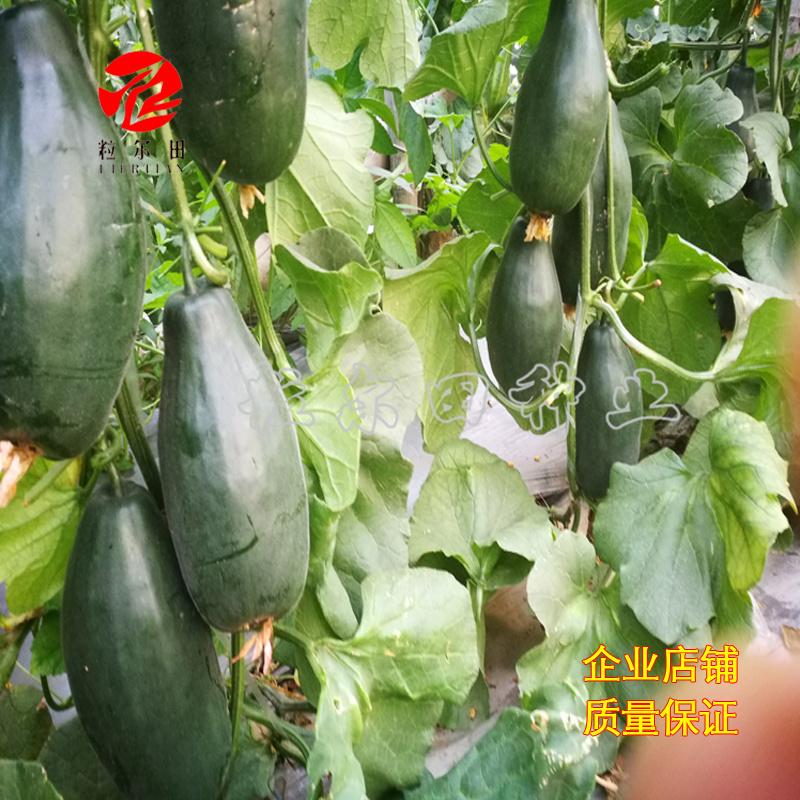 粒尔田欣研88甜瓜种籽博洋甜瓜薄皮甜瓜种子香瓜种子