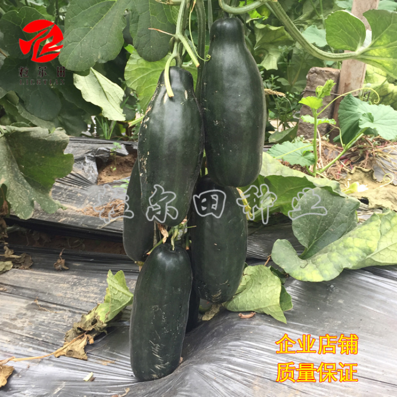 粒尔田欣研88甜瓜种籽博洋甜瓜薄皮甜瓜种子香瓜种子