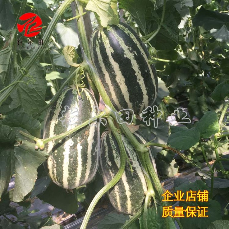 粒尔田91甜瓜种子博洋甜瓜酥脆爽甜肉厚腔小易坐果