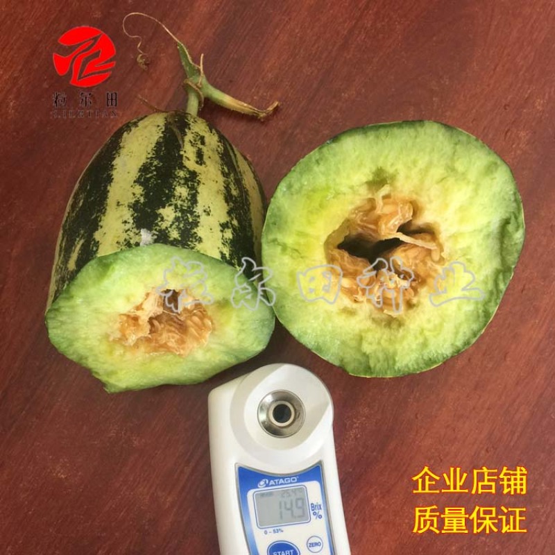 粒尔田91甜瓜种子博洋甜瓜酥脆爽甜肉厚腔小易坐果