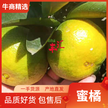 四川资阳特早蜜橘特早蜜桔柑橘产地一条龙服务皮薄