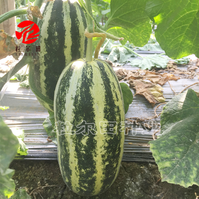 粒尔田91甜瓜种子博洋甜瓜酥脆爽甜肉厚腔小易坐果