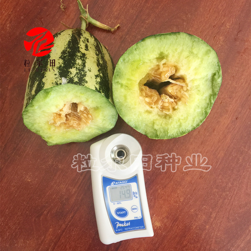 粒尔田91甜瓜种子博洋甜瓜酥脆爽甜肉厚腔小易坐果