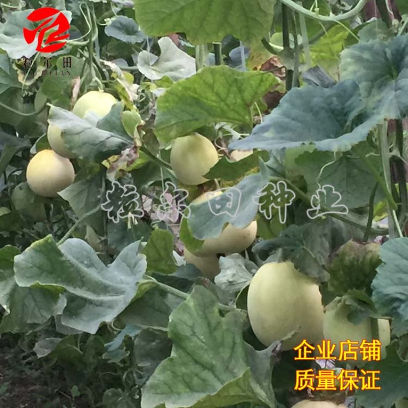 粒尔田早春雪蜜白皮白肉香瓜甜瓜种子种子基地早春大棚