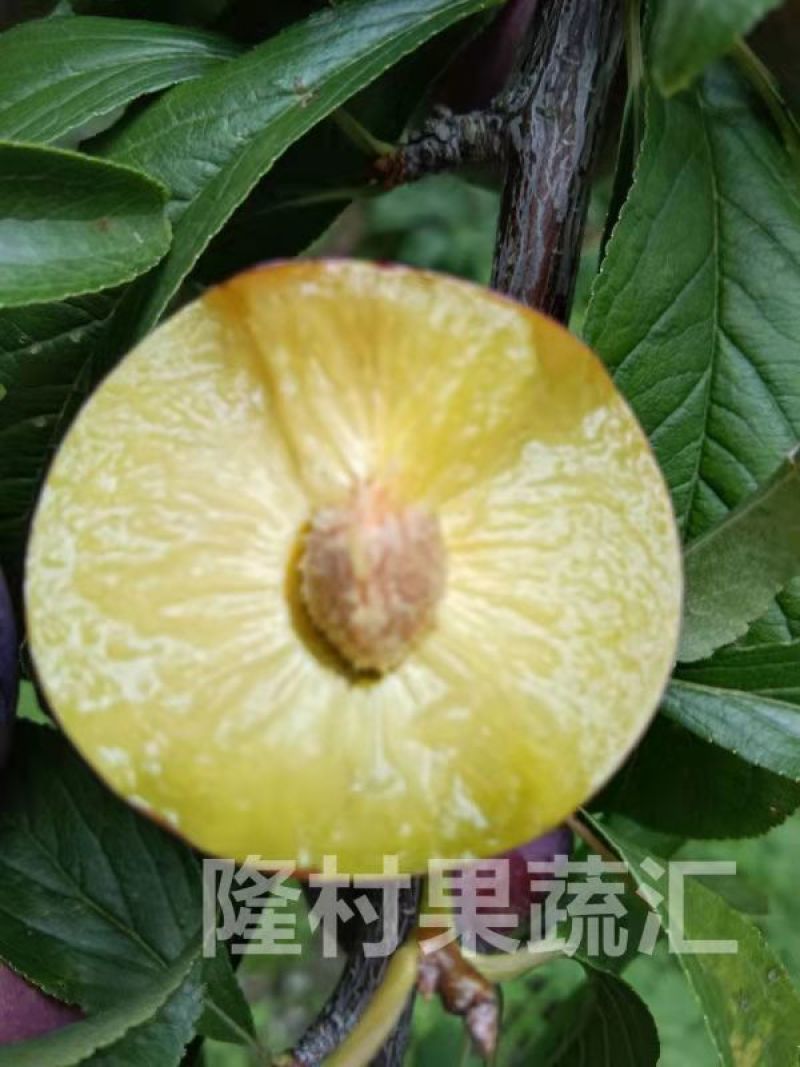 四川脆红李、清爽脆口，你值得拥有、电商对接、欢迎咨询