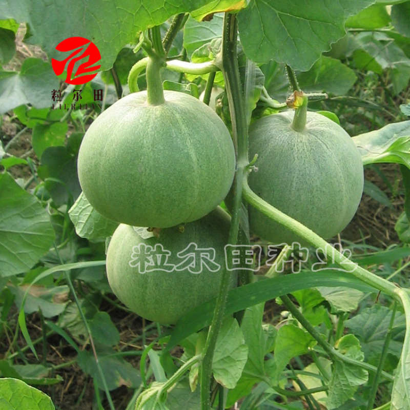 粒尔田中华绿宝种子绿皮绿肉甜瓜香瓜种基地采摘园水果蔬菜