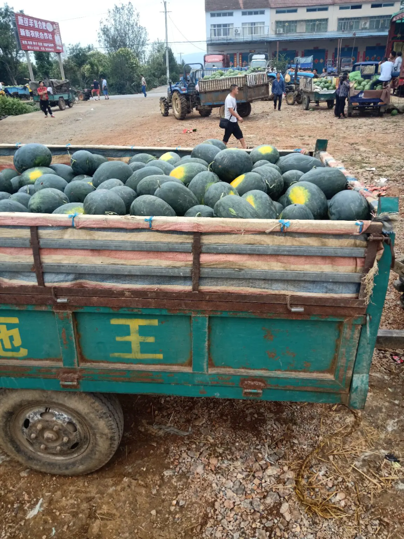 精品西瓜黑美人西瓜产地现摘现发质量好出货大对接生鲜商超