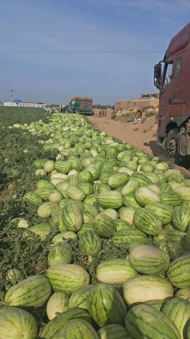 湖北西瓜精品西瓜金城5号西瓜产地现摘现发质量好出货大生鲜商超