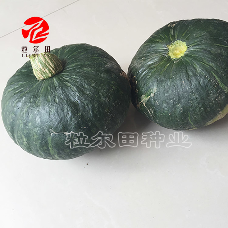 欣研大贝贝南瓜种子绿贝贝南瓜种籽板栗味甘面甜