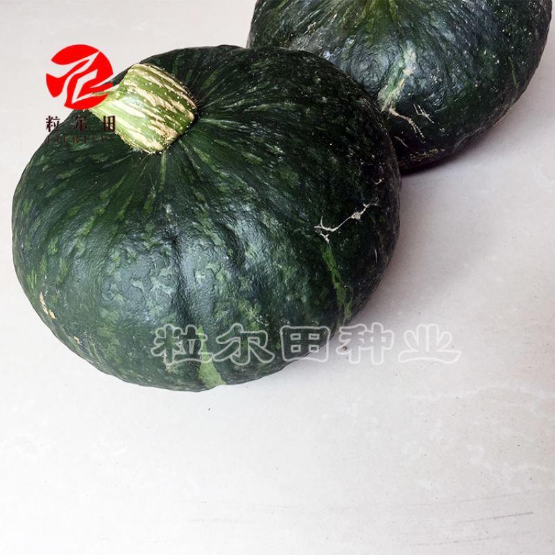 欣研大贝贝南瓜种子绿贝贝南瓜种籽板栗味甘面甜