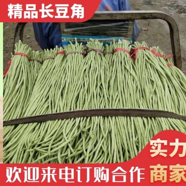 长豆角青条豆角质量杠杠滴，量大从优代发全国欢迎来电洽谈