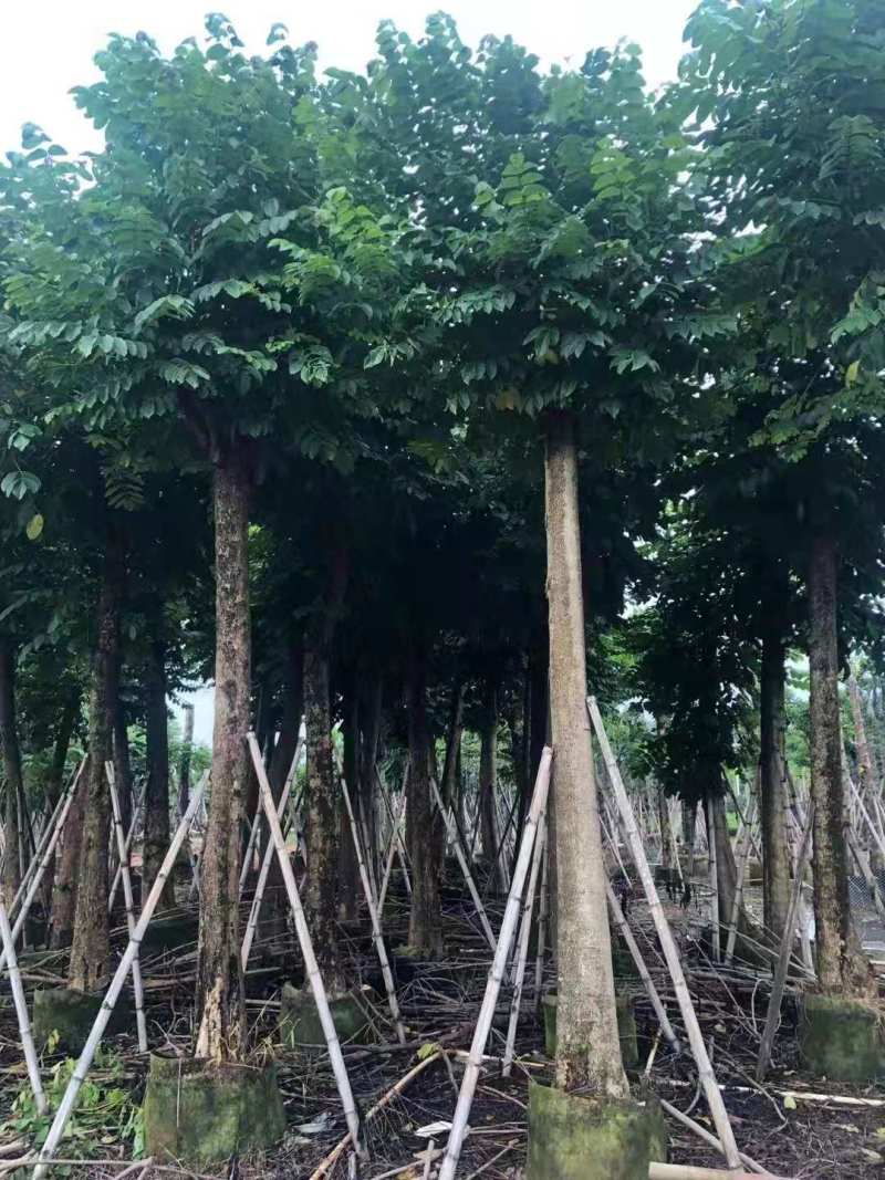广东火焰木，规格齐全，大量供应，提供技术指导，量大从优
