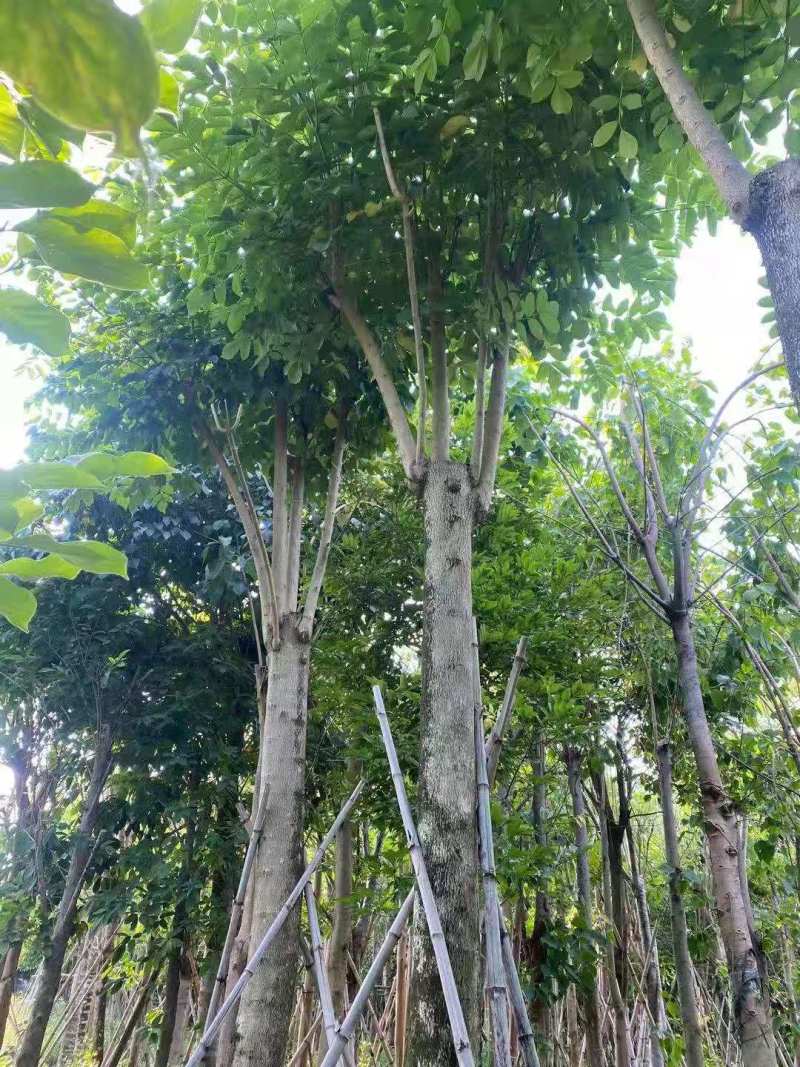 广东火焰木，规格齐全，大量供应，提供技术指导，量大从优