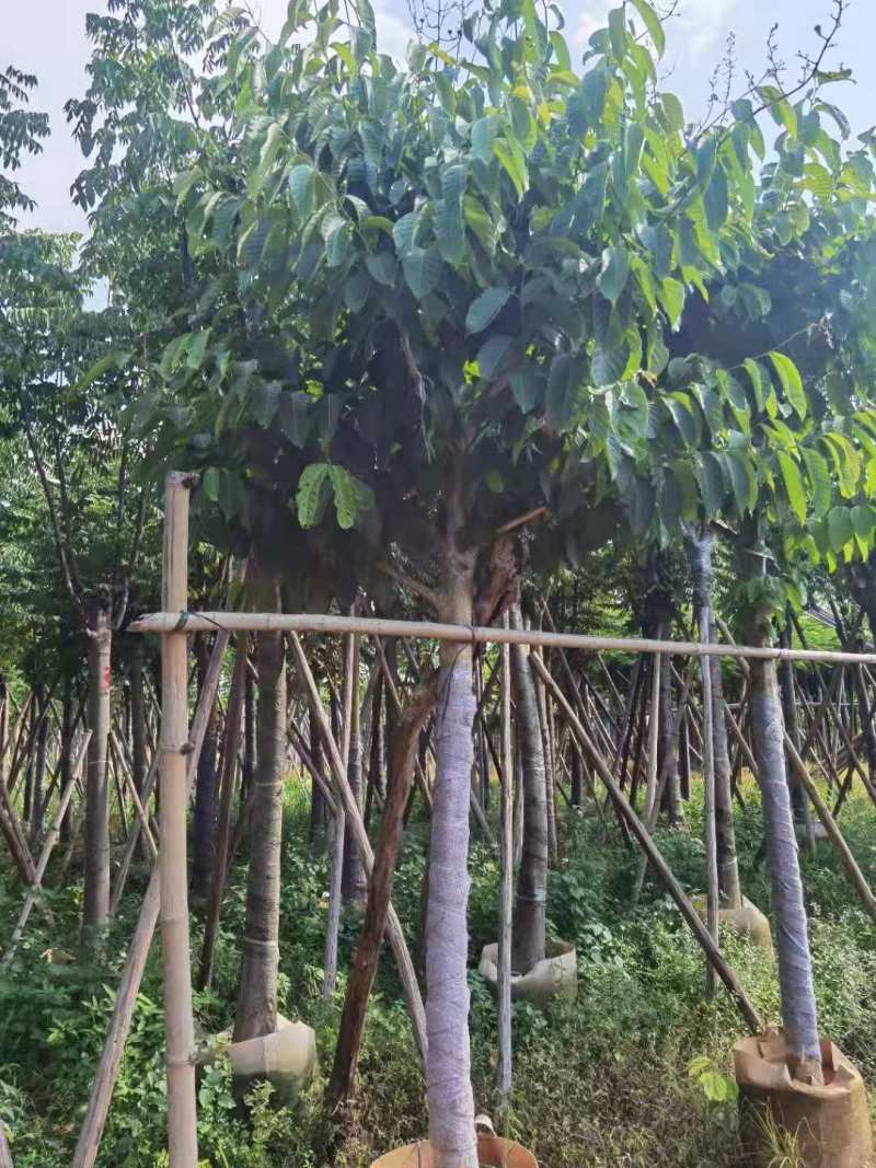 广东普宁紫薇，大叶紫薇，洋紫薇，产地直供，保质保量