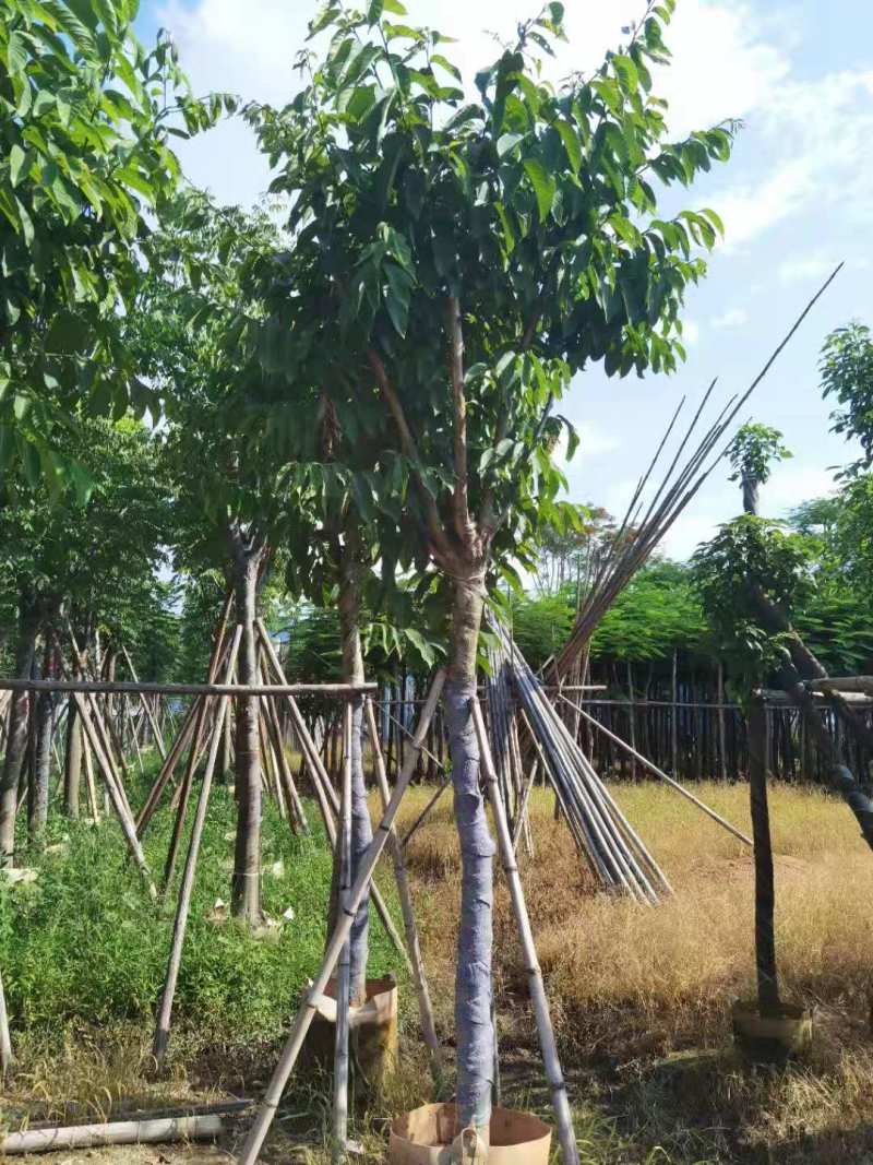 广东普宁紫薇，大叶紫薇，洋紫薇，产地直供，保质保量