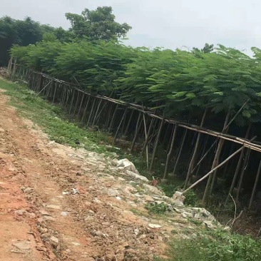广东凤凰木移植袋苗，各种规格，产地直供，量大从优