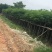 广东凤凰木移植袋苗，各种规格，产地直供，量大从优