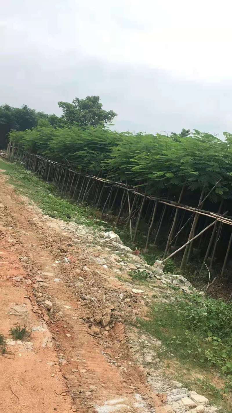 广东凤凰木移植袋苗，各种规格，产地直供，量大从优