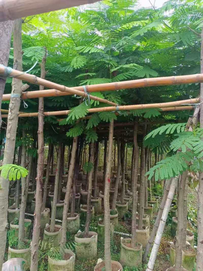 广东凤凰木移植袋苗，各种规格，产地直供，量大从优