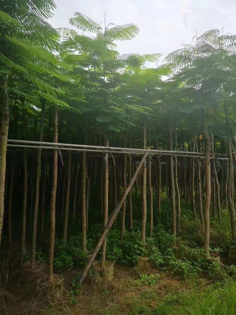 广东凤凰木移植袋苗，各种规格，产地直供，量大从优
