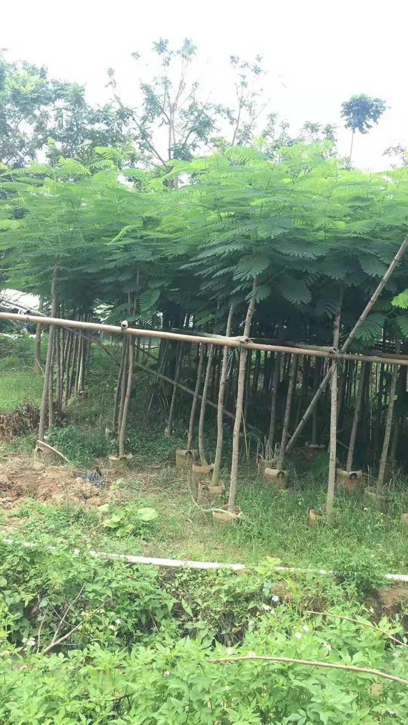 广东凤凰木移植袋苗，各种规格，产地直供，量大从优