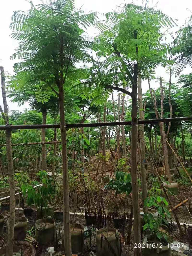 广东凤凰木移植袋苗，各种规格，产地直供，量大从优