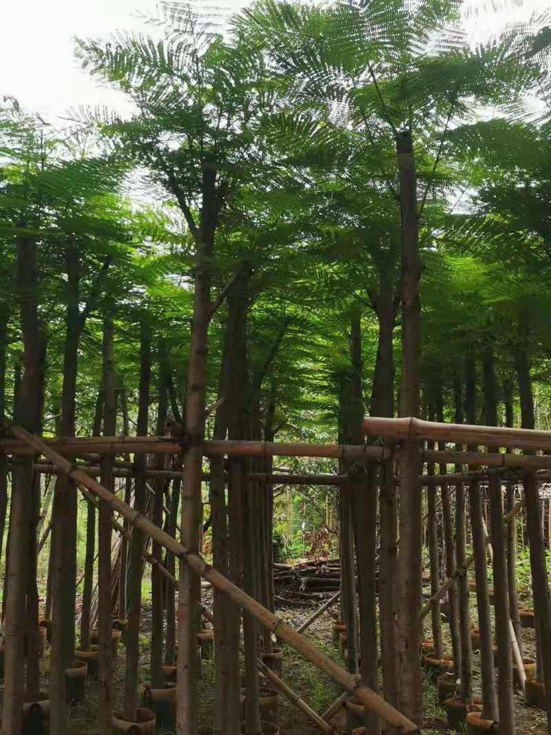 广东凤凰木移植袋苗，各种规格，产地直供，量大从优