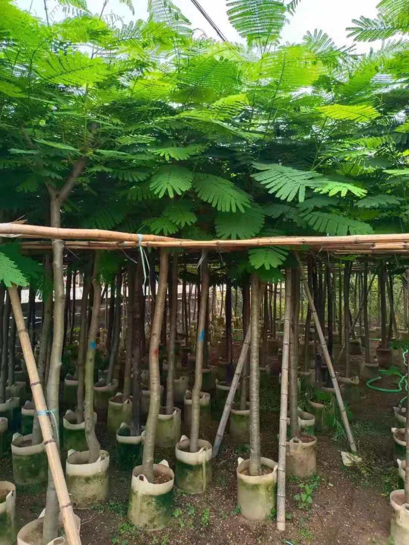 广东凤凰木移植袋苗，各种规格，产地直供，量大从优
