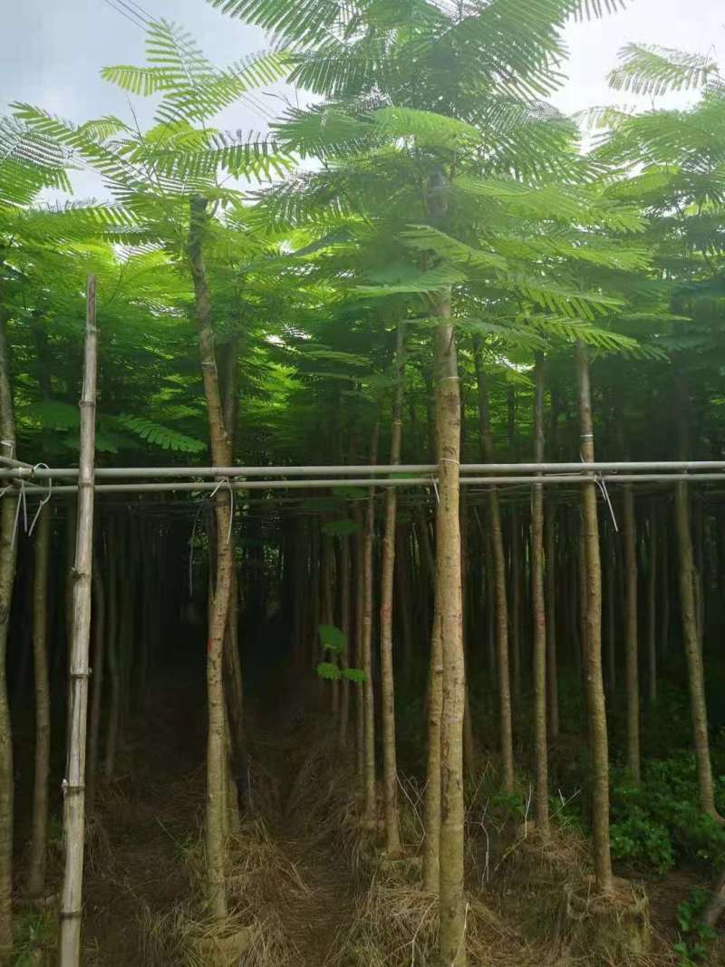 广东凤凰木移植袋苗，各种规格，产地直供，量大从优